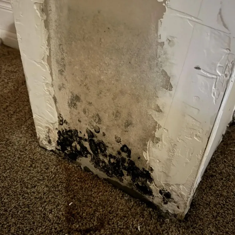Professional Mold Removal in Diaz, AR